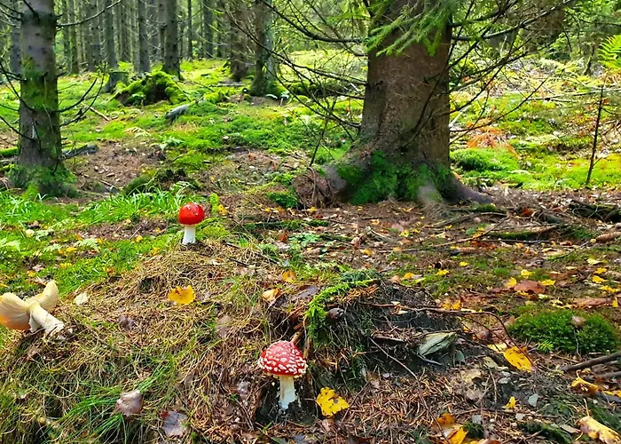 Meisterstein * 温特贝格